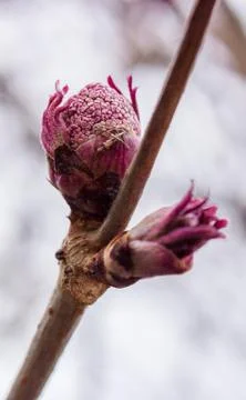 Blossoming buds elderberries Stock Photos