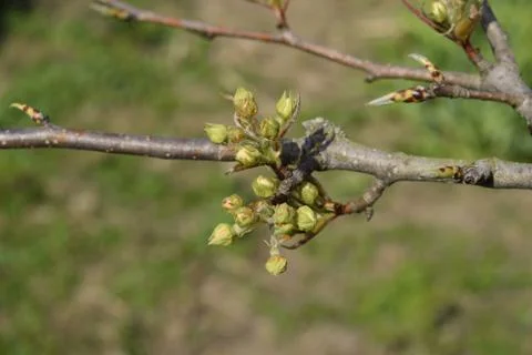 Blossoming buds of pear tree. Dissolve kidney pears Foto stock