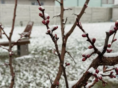 Blossoming buds on spring tree branch blanketed in snow during rare seasonal Stock Photos
