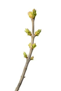 Blossoming buds on tree Stock Photos