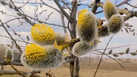 Blossoming buds of willow. Stock Footage 106765687