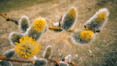 Blossoming buds of willow. Stock Footage 106765990