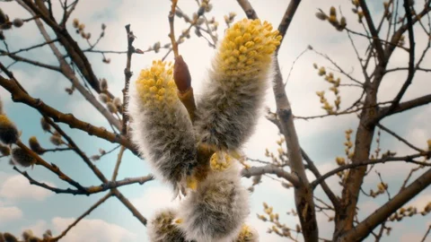 Blossoming buds of willow. Stock Footage 106765993