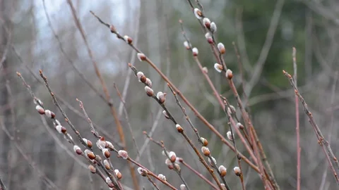 The blossoming buds of the willow in the light of day under natural conditions Stock Footage 105839346