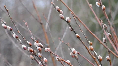 The blossoming buds of the willow in the light of day under natural conditions Stock Footage 105839347