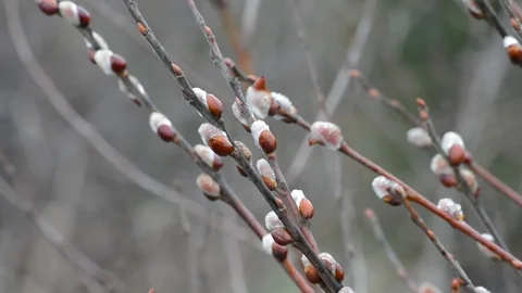 The blossoming buds of the willow in the light of day under natural conditions Stock Footage 105839348