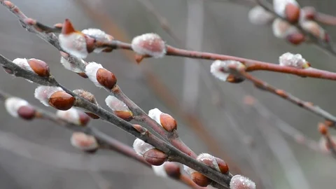 The blossoming buds of the willow in the light of day under natural conditions Stock Footage 105839353