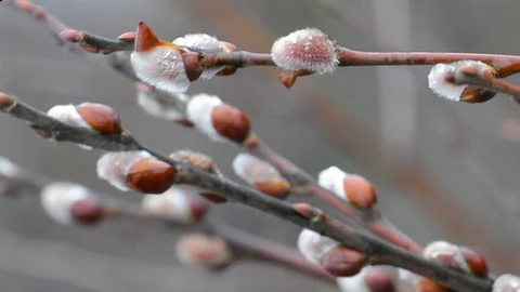 The blossoming buds of the willow in the light of day under natural conditions Stock Footage 105839357
