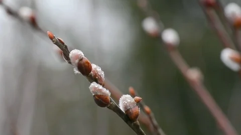 The blossoming buds of the willow in the light of day under natural conditions Stock Footage 105839358