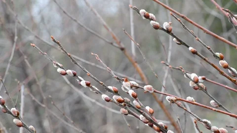 The blossoming buds of the willow in the light of day under natural conditions Stock Footage 105839364