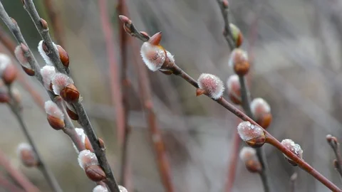 The blossoming buds of the willow in the light of day under natural conditions Stock Footage 105839374