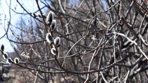 The blossoming buds of the willow in the light of day under natural conditions Video stock 107052064