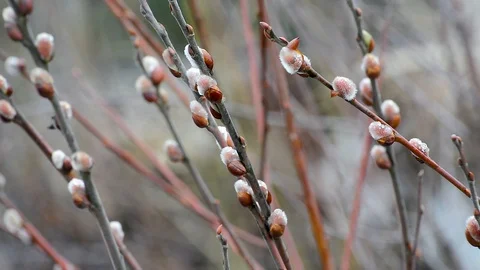 The blossoming buds of the willow in the light of day under natural conditions Stock Footage 111145127