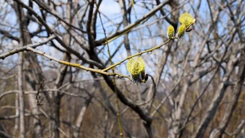 The blossoming buds of the willow in the light of day under natural conditions Stock Footage 111145248
