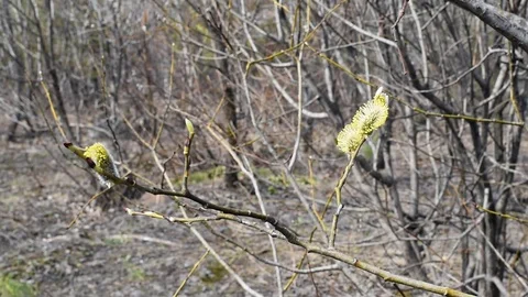 The blossoming buds of the willow in the light of day under natural conditions Stock Footage 111145252