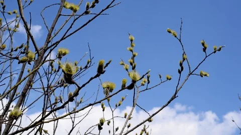 The blossoming buds of the willow in the light of day under natural conditions Stock Footage 111145262