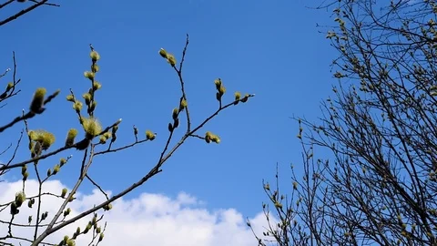 The blossoming buds of the willow in the light of day under natural conditions Stock Footage 111145276
