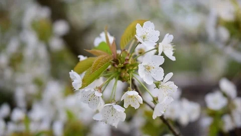 Blossoming bunch of white cherry tree flowers Stock Footage 75060891