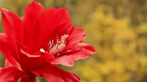 Blossoming cactus Stock Footage 10682455