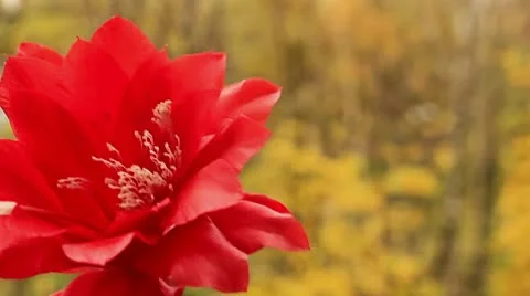 Blossoming cactus Stock Footage 10794791