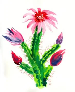 Blossoming cactus Illustrazione stock