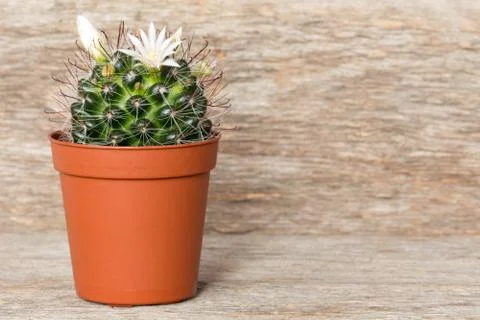 Blossoming cactus in pot Stock Photos