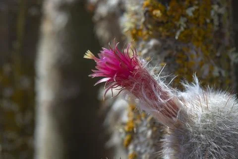Blossoming cactus with prickly leaves Stock Photos