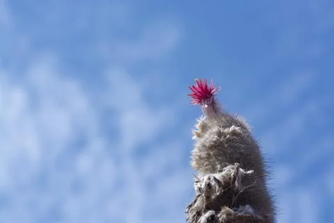 Blossoming cactus with prickly leaves Stock Photos