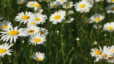 Blossoming chamomile Stock Footage 21429180