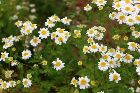 Blossoming chamomile Stock Photos