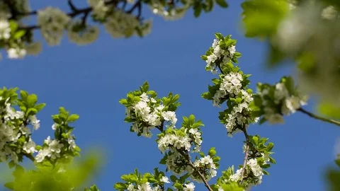 Blossoming cherry against the blue sky. Stock Footage 75012275