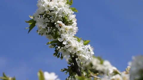 Blossoming cherry and bee. Stock Footage 49741562