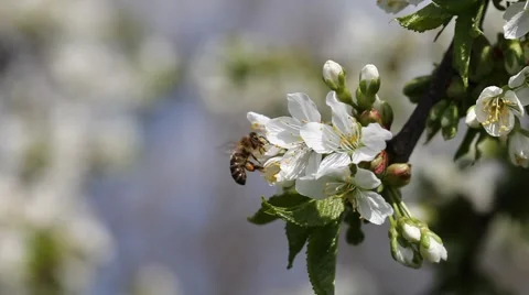 Blossoming cherry and bee. Stock Footage 49741611