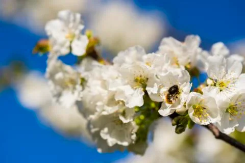 Blossoming cherry and bee pollinating the blossoms Stock Photos