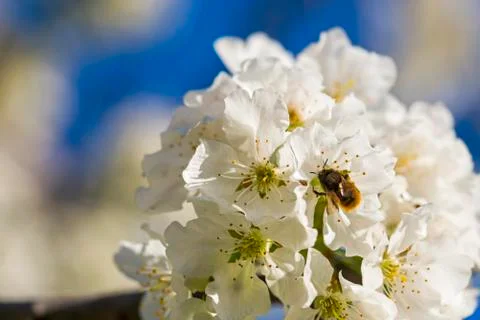 Blossoming cherry and bee pollinating the blossoms Foto stock
