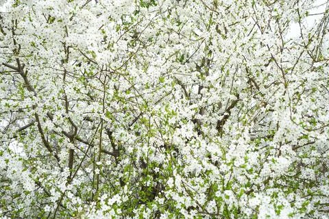 Blossoming cherry background, close-up of cherry blossoms. Stock Photos