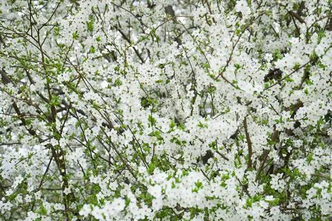 Blossoming cherry background. Close-up of cherry blossoms. Stock Photos