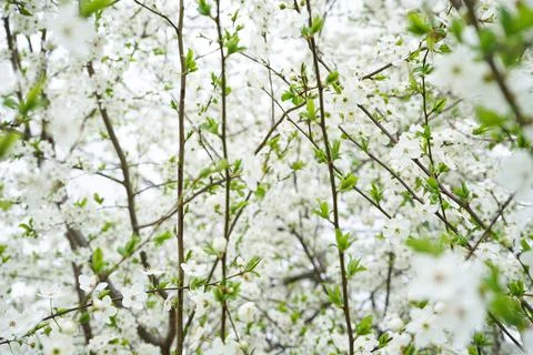 Blossoming cherry background. Close-up of cherry blossoms. Stock Photos
