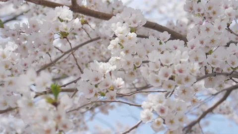 Blossoming cherry blossom tree in full bloom on blue sky background Stock Footage 148365037