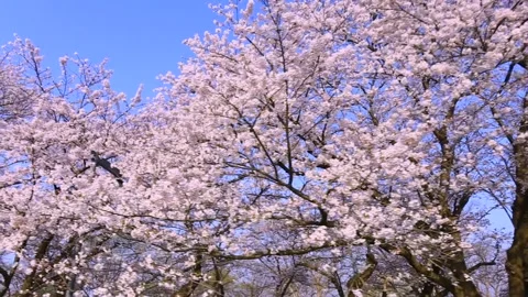 Blossoming Cherry Blossoms and Blue Skies Видео 332497554