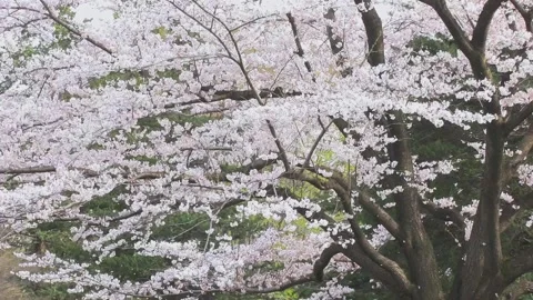 Blossoming Cherry Blossoms Begin to Fall Stock Footage 327568086