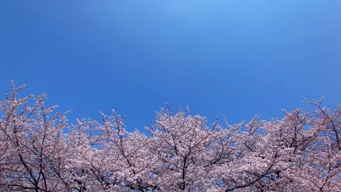 Blossoming Cherry Blossoms Dancing in the Blue Sky Vídeos de archivo 332499705