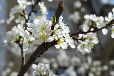 Blossoming cherry branch close up Stock Photos