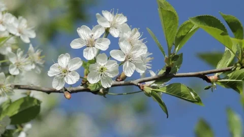 Blossoming cherry branch Stock Footage 74540099