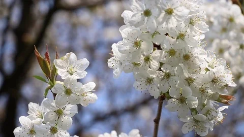 Blossoming cherry branch Stock Footage 74740390