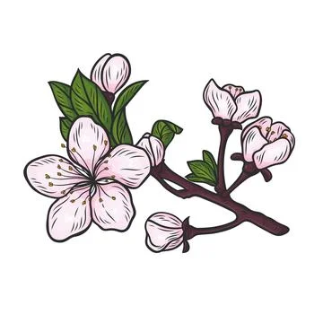 Blossoming cherry branch Stock Illustration
