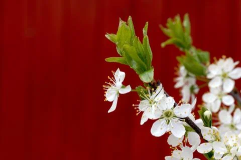 Blossoming cherry branch Stock Photos
