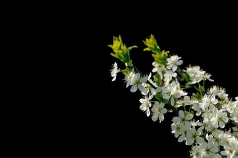 Blossoming cherry branch Stock Photos