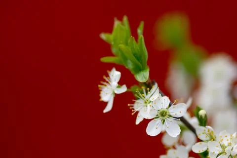 Blossoming cherry branch Stock Photos