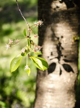 Blossoming cherry branch Stock Photos